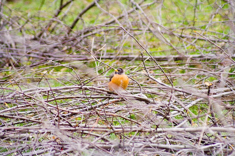 20060414-Bams84Birthday2-027