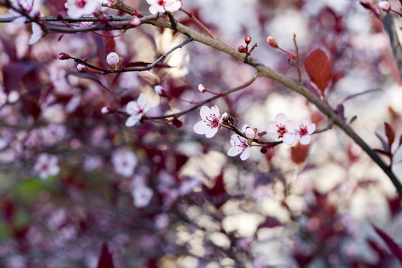 20060426-IceCream-037