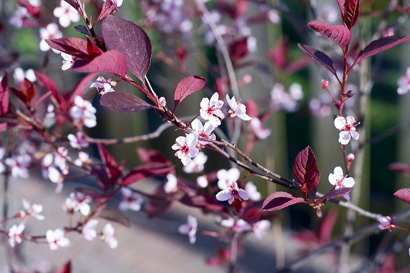 20060426-IceCream-038