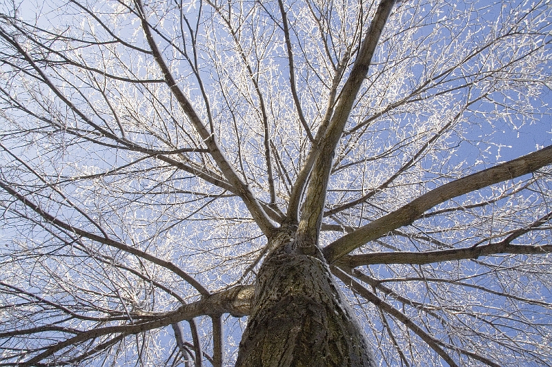 20060430-JanuarySnow-027
