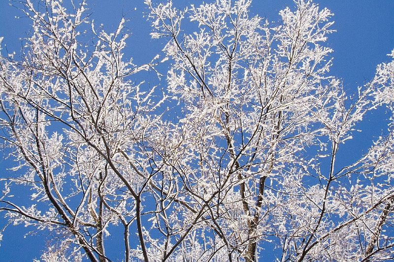 20060430-JanuarySnow-031