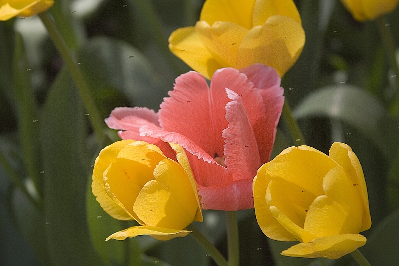 20060430-SpringFlowers-002-ds-4x6